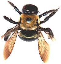 fucking bee
