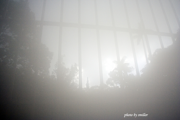 鏡頭霧濛濛的仙人掌溫室外窗景