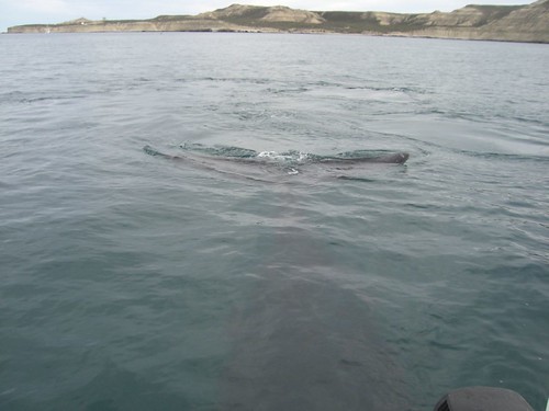 Whale - swimming underneath the boat