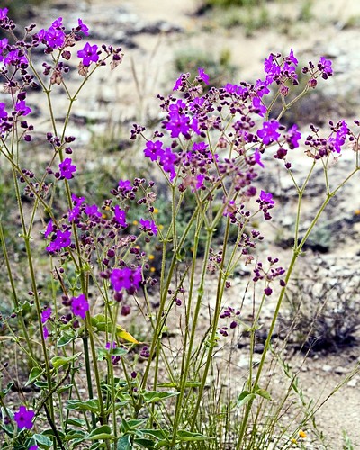Mexican Wild Flowers