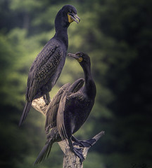 Double Breasted Cormorants