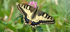 Swallowtail Papilio Machaon (read story ;-)