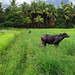 Phot.India.Kerala.Backwaters.Water.Buffalos.01.080411.0199.jpg