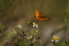 Butterfly In flight