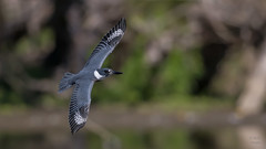 Belted Kingfisher 3771