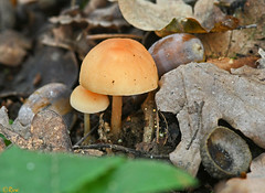 Fungi (Explore 01-10-22)
