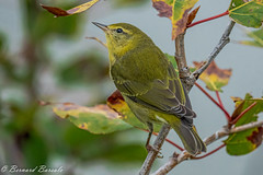 Paruline obscure - Leiothlypis peregrina - Tennessee Warbler