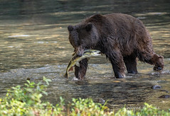 _WKD0996 Grizzly Sow Leaving the River