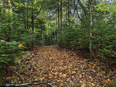 Fall Trails