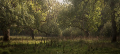 Soft Autumn light on the Gnarly meadow (3 shot pano)