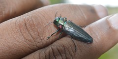 Belionota prasine  beetle