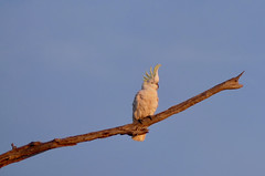 Sulphur-crested Cockatoo at Lake Mulwala.