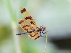 Graphic Flutterer, male taken in Cairns, Qld