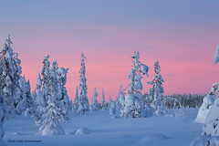 Snow-covered fir trees at sunset!
