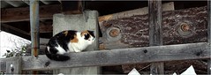 chaton perché - perched kitty