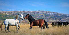 Freedom...! Wild horses in Livno, Bosnia and Herzegovina.