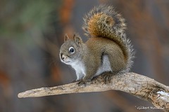 Écureuil roux - Red Squirrel