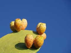 Feigenkaktus mit seinen Früchten