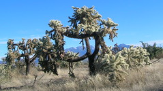 Snow in the Santa Rita Mountains, admired from the cholla cactus habitat below.