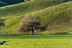 tree and hills