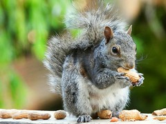 Squirrel With Peanut