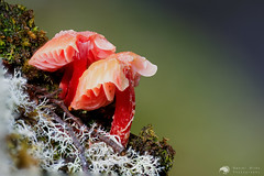 Red fungi