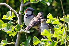 House sparrow family - Familie huismus