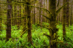 fern woods