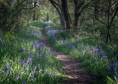Bluebells in the Shropshire Hills