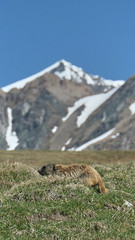 in the valley of the marmots