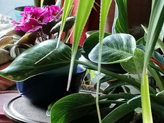 Beloved plants!