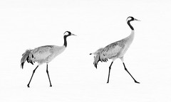 Marching cranes