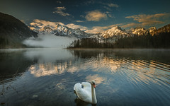 Swan lake (explore)