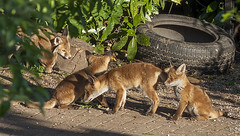 Fox Cubs - 5 of 7 - None of them are Borg 😄 (Star Trek T.N.G fans)