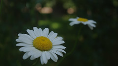 fleurs d'été