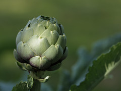 good year for artichokes! ~Explored