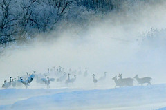Encounter in river fog： red-crowned cranes and Ezo deer (Explored on April 24: Special subject, Earth)