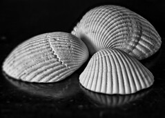 Reflecting on Shells