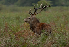 Red-Deer-Stag-5839
