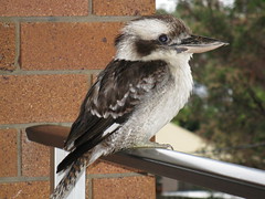 Young kookaburra.