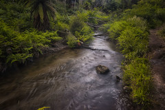 Kerosene Creek-**[Explored!]**