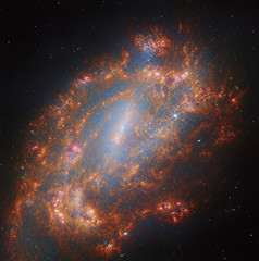 A Galactic Treasury: NGC 1559
