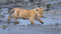Very Young Wet Lion Cub Running Through The Mud