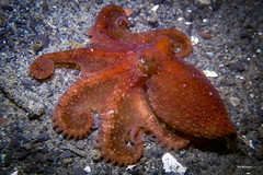 New juvenile Octopus.