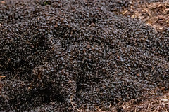 Ants' nest (Explored #445)