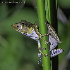Bornean Eared Frog (Polypedates otilophus)