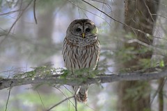 Chouette rayée (Forme claire) Barred Owl (Clear form) (Strix varia) (IN EXPLORE no-139)