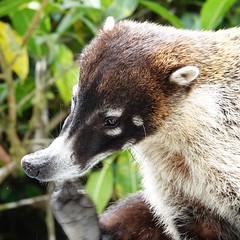 White-nosed Coati   Monteverde