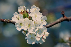 Kirschenblüten, Cherry blossoms