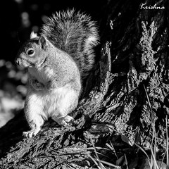 Gray Squirrel - LR9A2682- B&W, Congrats on Explore!⭐ April 18, 2024